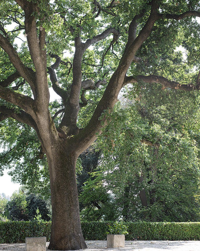 Quercia ‘La Cattedrale’