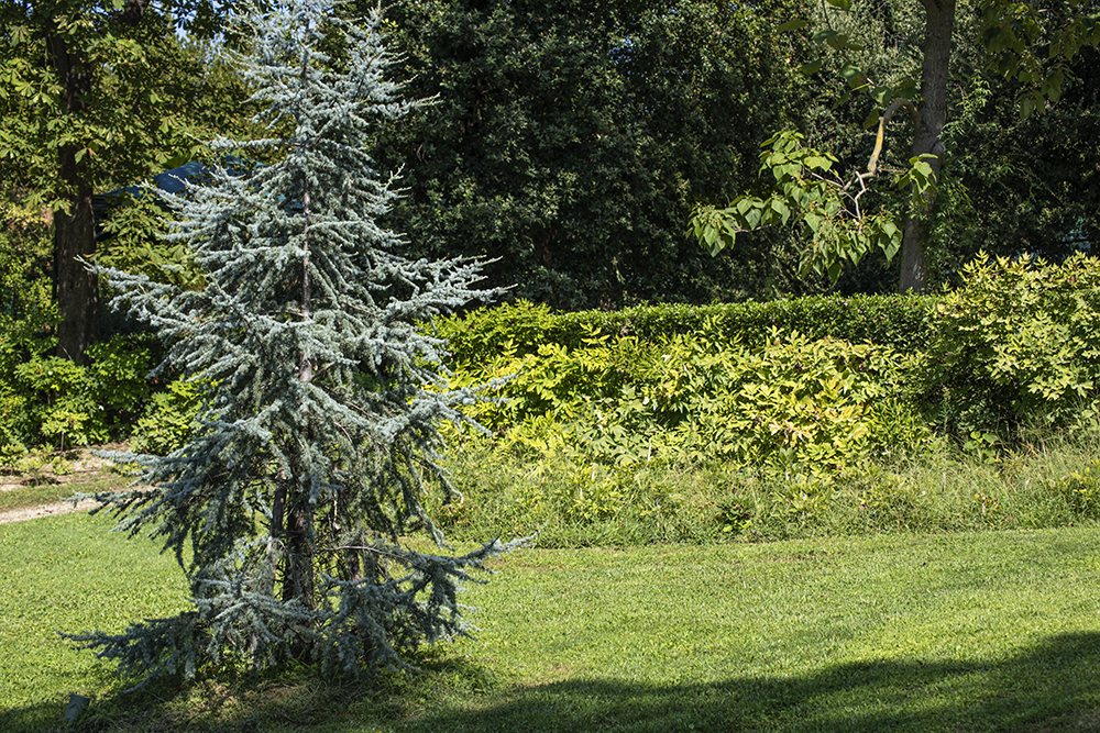 Cedrus atlantica ‘Glauca’ e Peonie