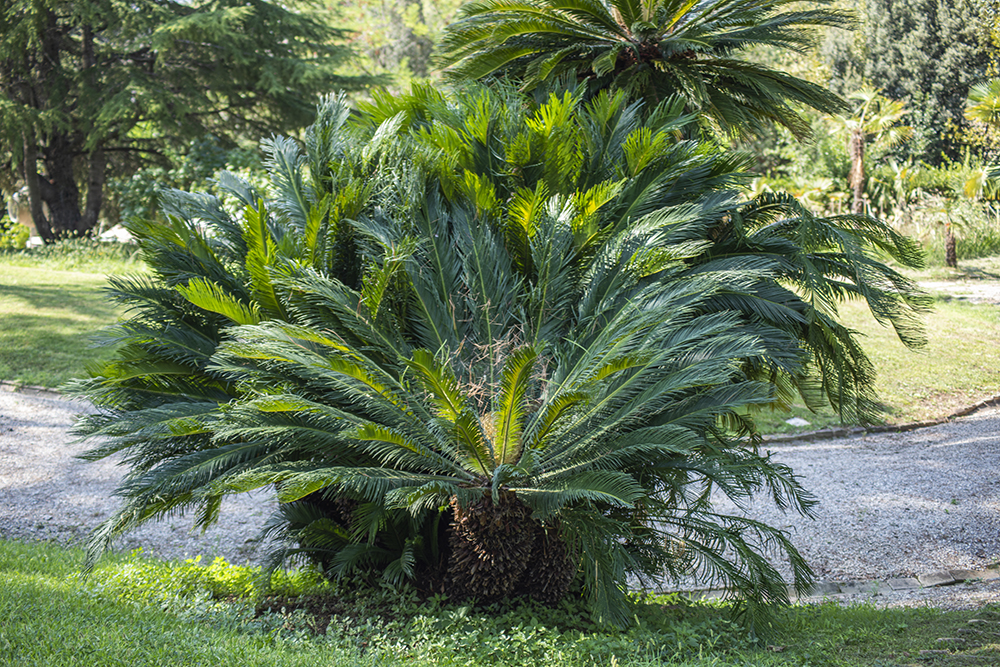 Cycas revoluta centenaria