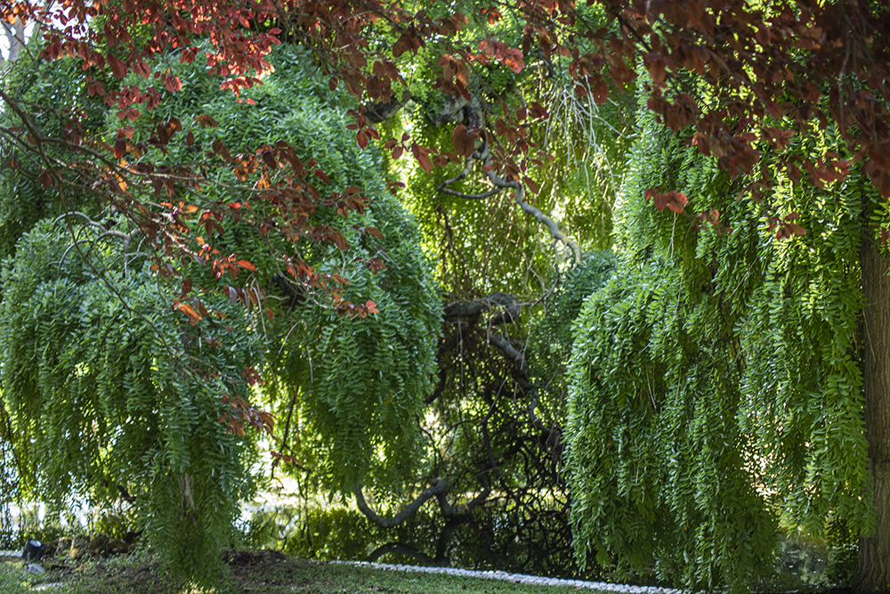 Sophora japonica ‘Pendula’