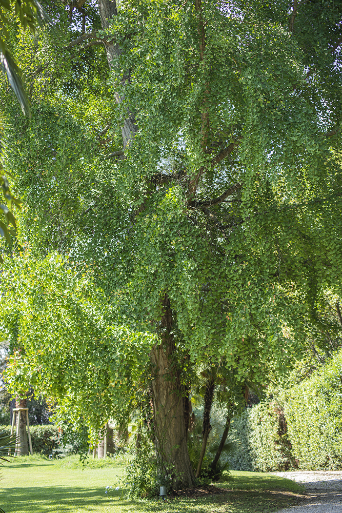 Ginkgo biloba