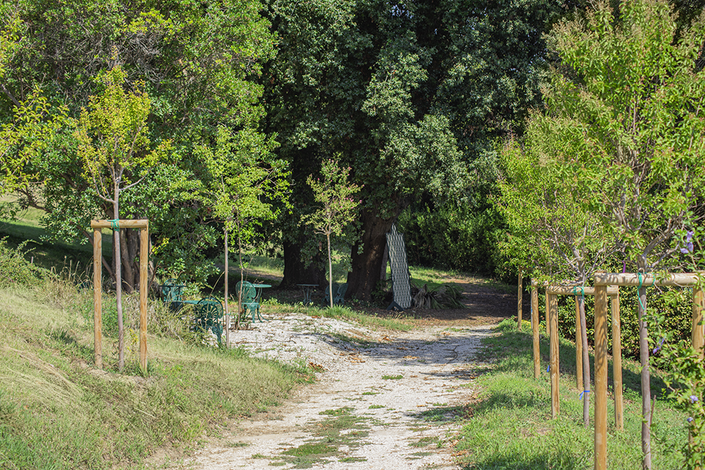 Viale delle Lagerstroemia