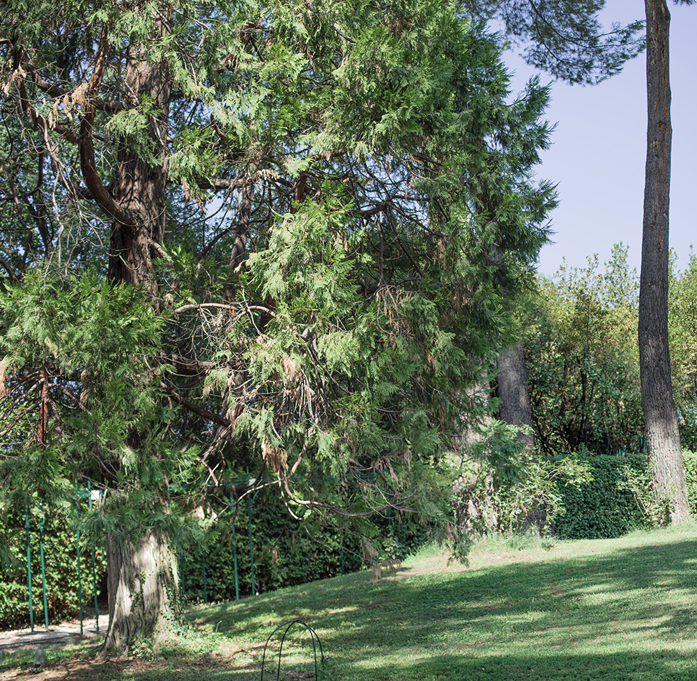 Calocedrus decurrens e Peonie