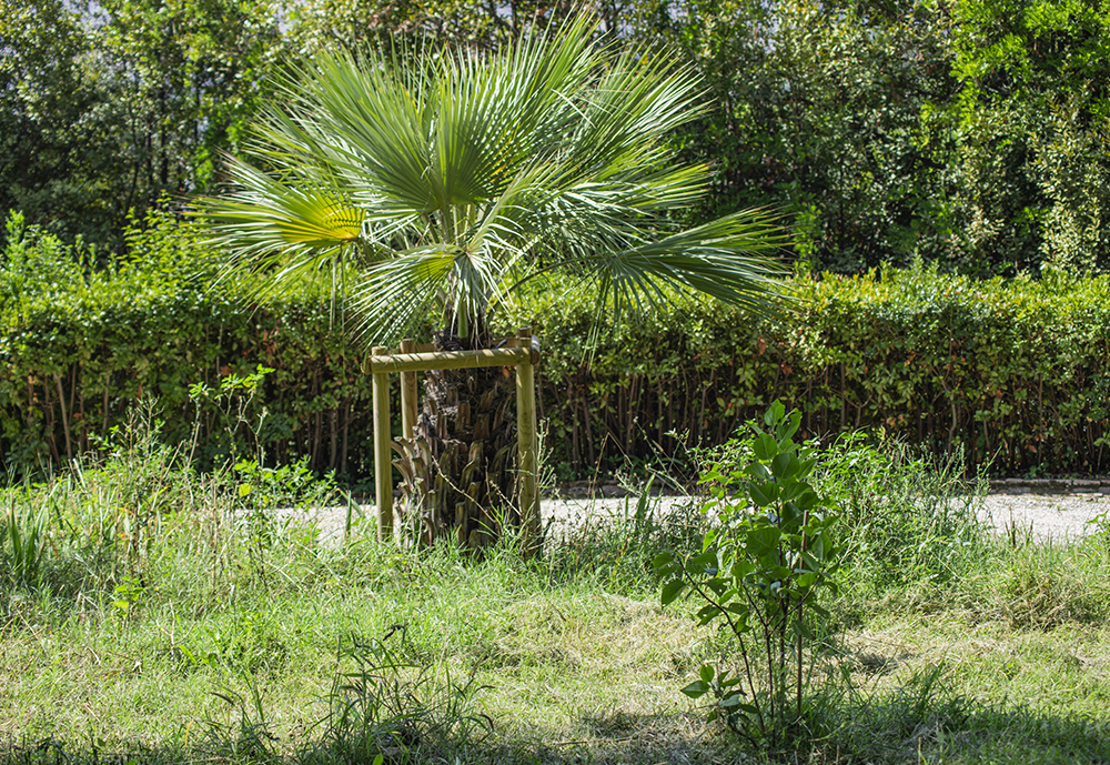 Brahea armata e Syringa