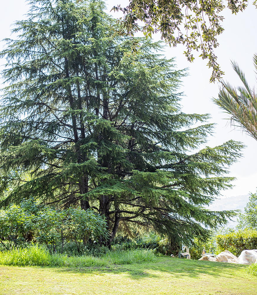 Cedrus atlantica e Yucca gloriosa