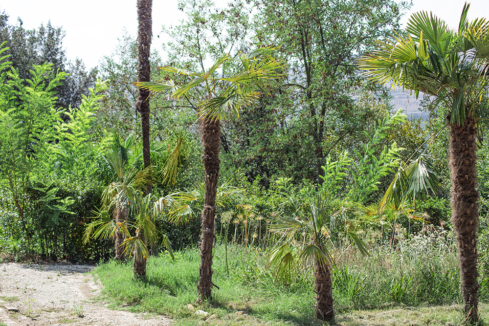 Goccia di Trachycarpus fortunei e Agapanthus