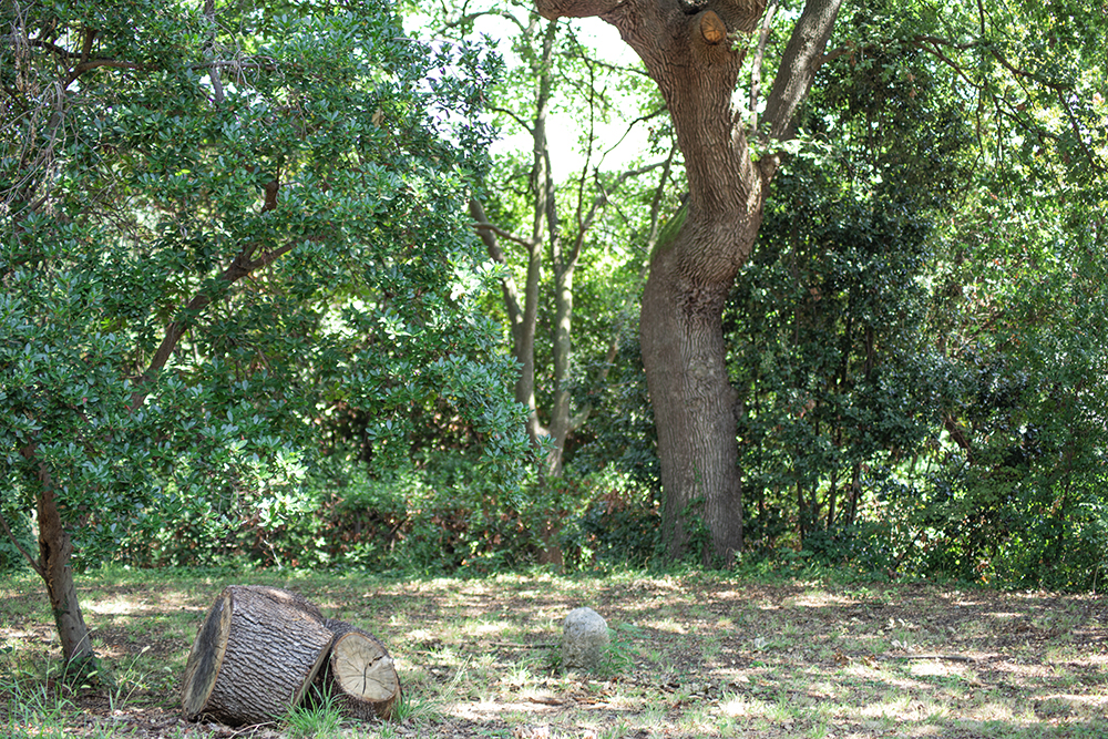 Boschetto di quercie